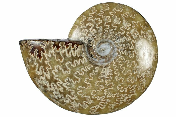 Polished Cretaceous Ammonite (Cleoniceras) Fossil - Madagascar #305940